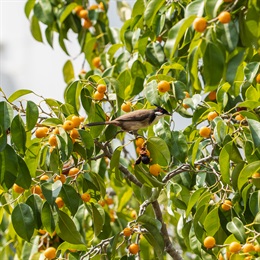 The rich diversity of trees and other plants makes the park home to different birds. A Red-whiskered Bulbul is enjoying the fruit on the tree of <em>Ficus benjamina</em>.